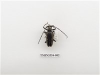 藏品(蘭嶼縱條長角天牛)的圖片